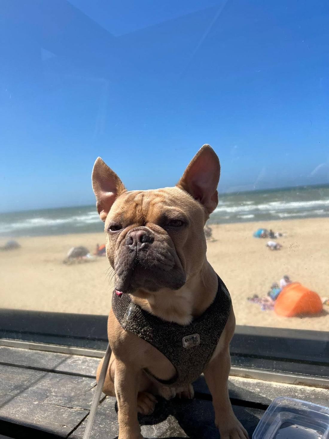 Hallo, ich bins Chapo 🐾